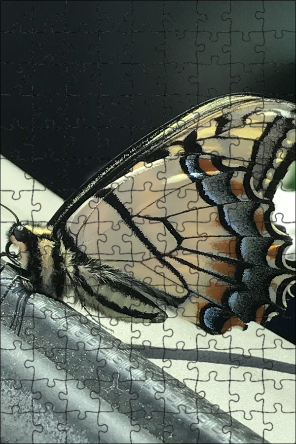 Butterfly eyes, Trees to plant, Butterfly