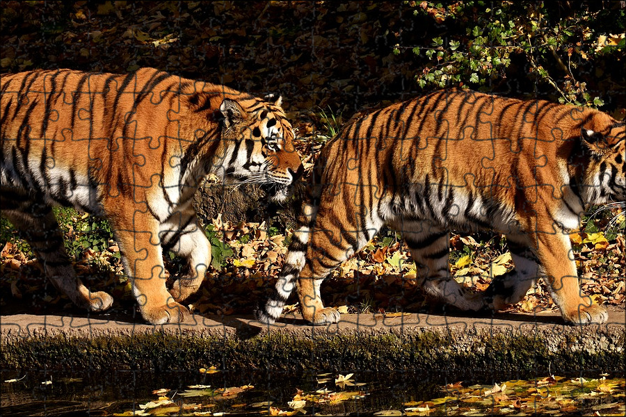 Тигр какое государство. Среда обитания тигров. Хищные животные тигр пары. Лютый (тигр). Амурский тигр популяция 2024.
