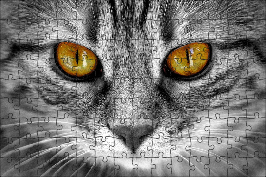 Кот глаза которые. Глаза кошки. красивая морда кошки. глаза серьезного кота. у кота стеклянный взгляд.