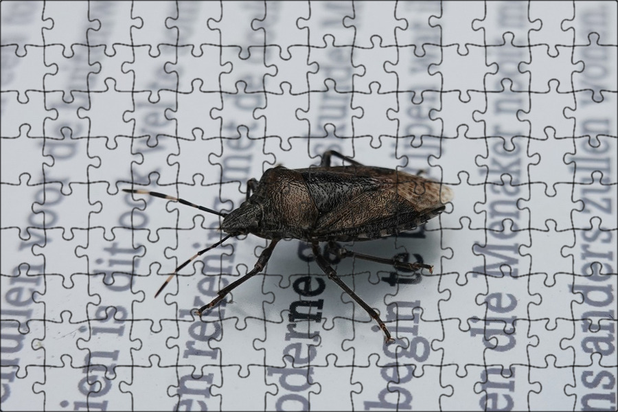 Bug use. Bug use