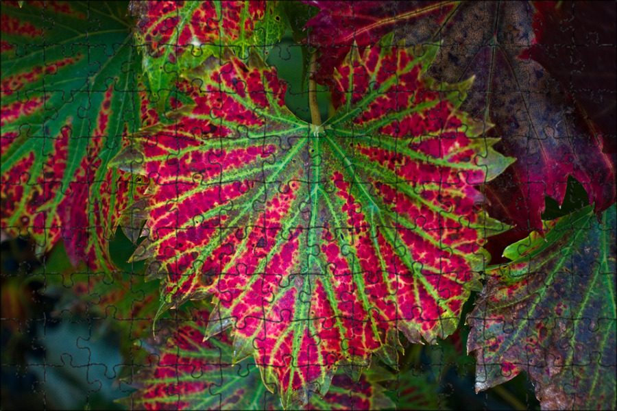 Листья красного винограда. Leaf Red and Green.