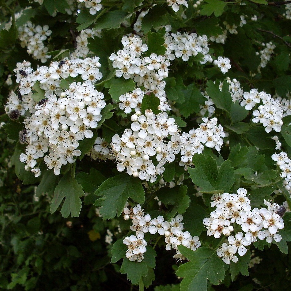 Боярышник черный кустарник