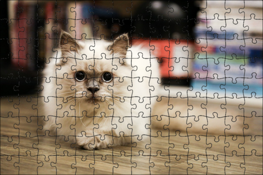 Animal Cat Domestic - Free photo on Pixabay