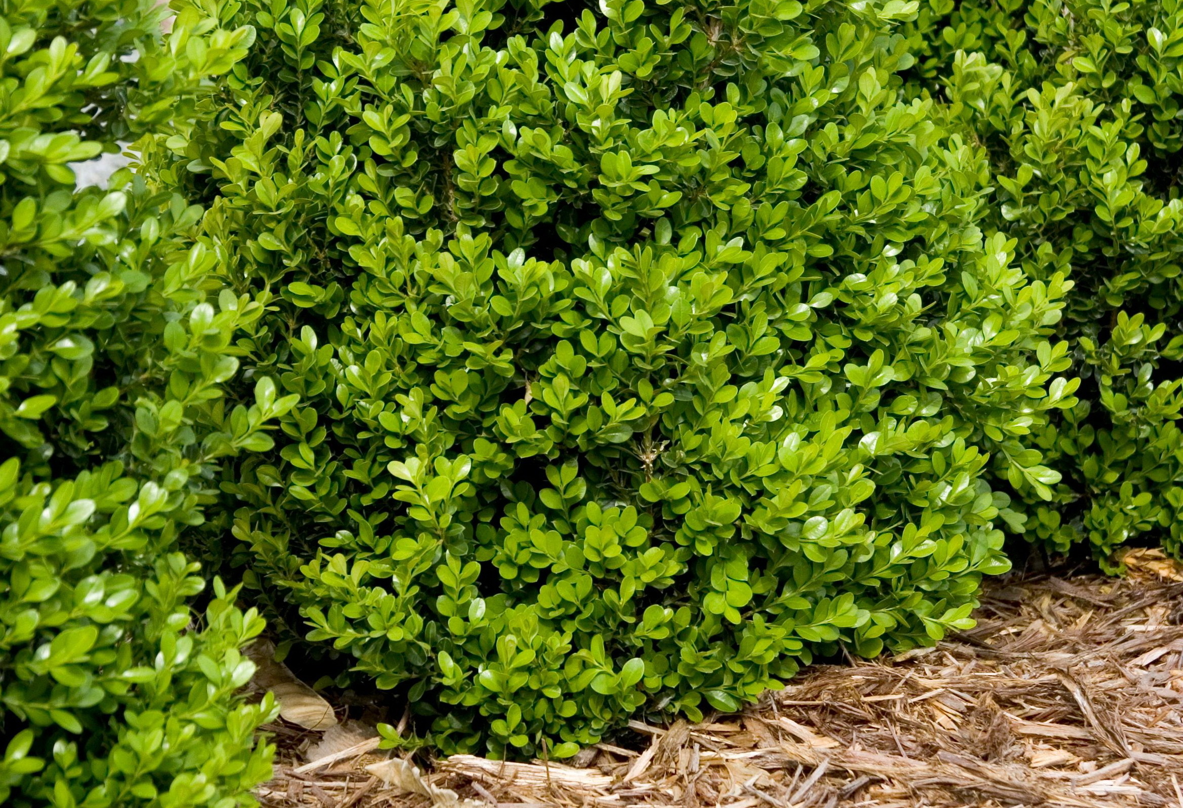 Buxus sempervirens самшит