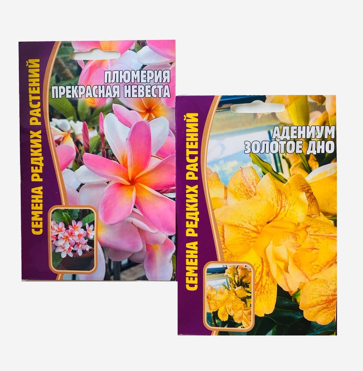 Комнатные Цветы Из Семян Отзывы С Фото