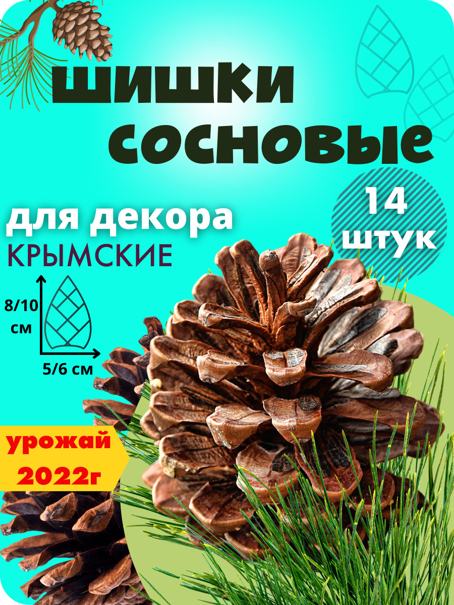 Шишки крымской сосны