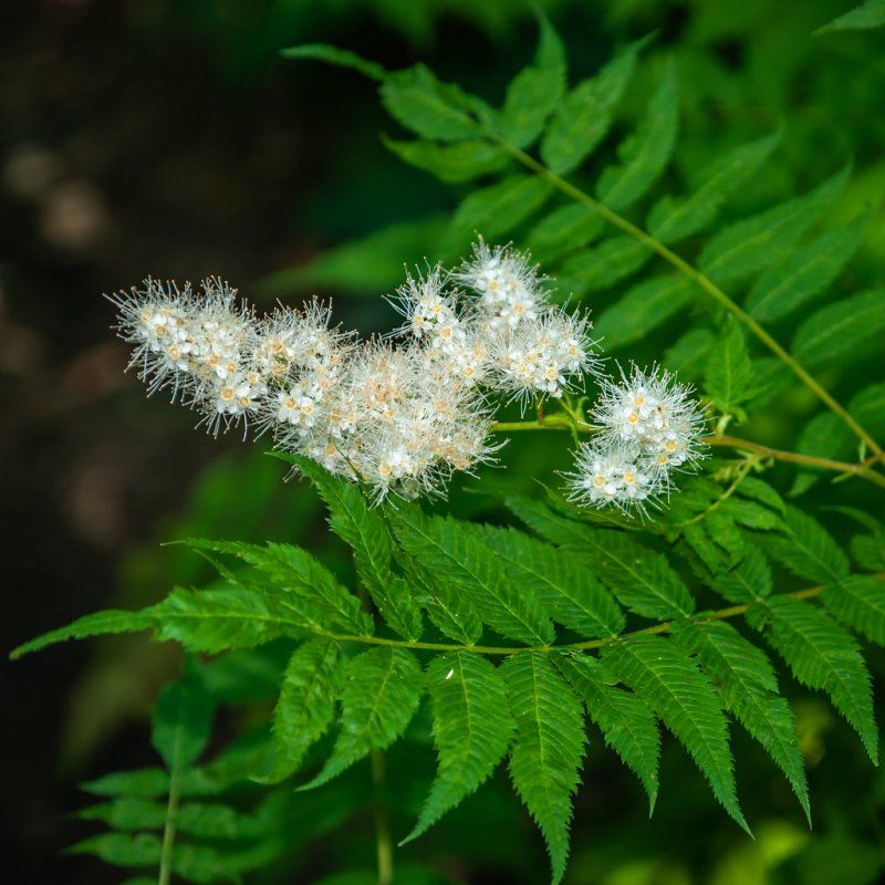 Рябинник сумахолистный Sorbaria rhoifolia