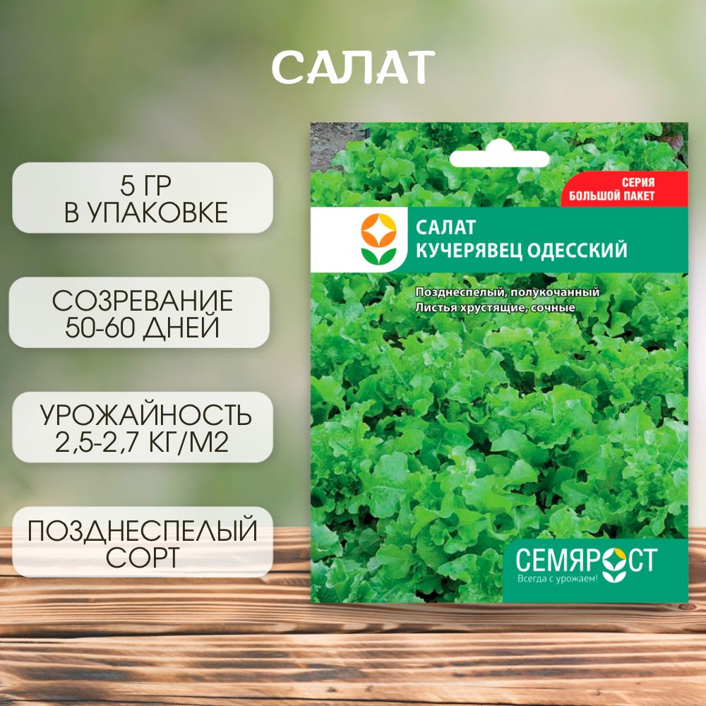 Салат одесский кучерявец схема посадки