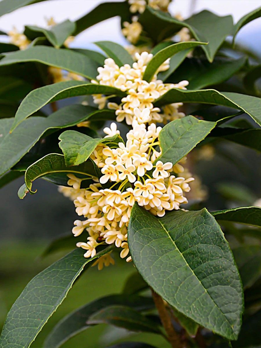 Osmanthus fragrans