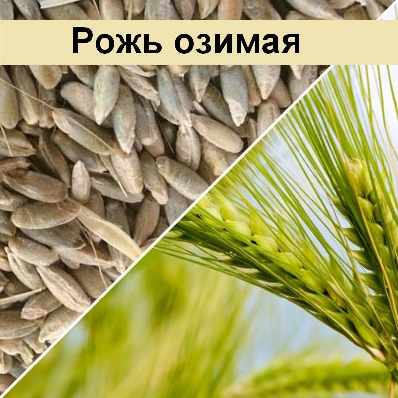 Озимая рожь картинки