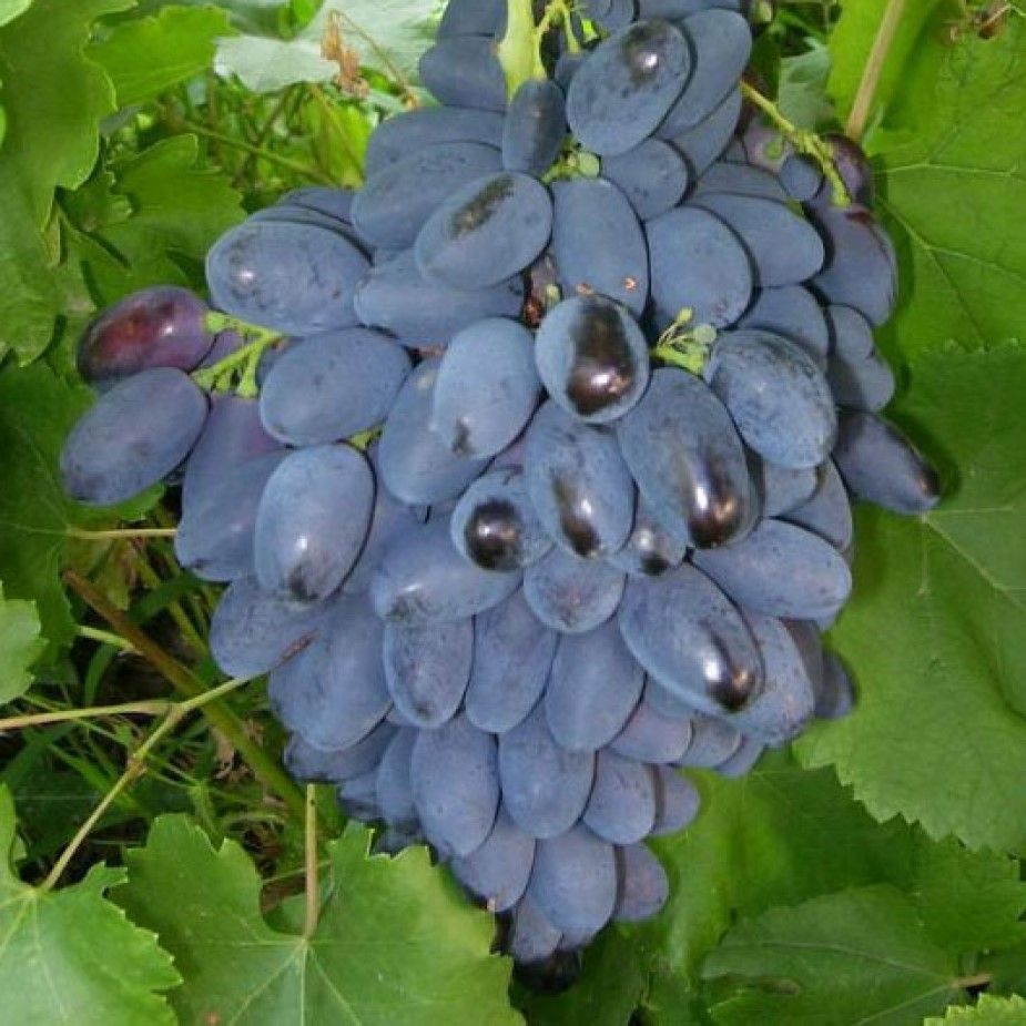 Виноград плодовый Кодрянка (c3)
