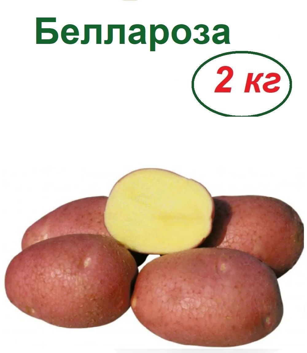 Картофель ЛЕТО SP56838кл// - купить по выгодным ценам в интернет-магазинеOZON (255139325)