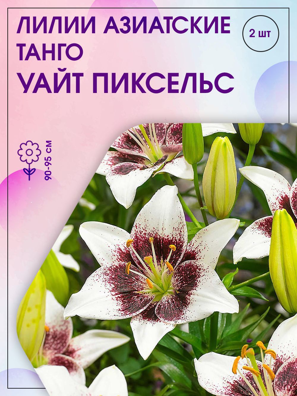 Поиски лилии. Лилия азиатская танго Голден Стоун. Лилия азиатская танго Пепл Дрим 14-16/к 1 шт. Lilium Asiatic Tango Golden Stone. Лилия азиатская танго ИЗИ данс (желтый с темно-бордовым пятном 2шт, 14/16).