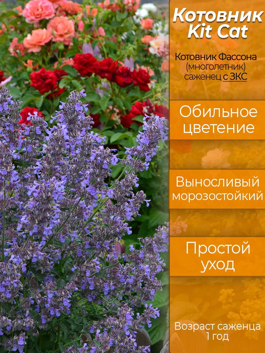 Котовник фассена (nepeta faassenii `purrsian blue`). Котовник кошачий растение. Котовник фассена (nepeta faassenii `kit cat`). Надо ли обрезать котовник на зиму. Котовник фассена dropmore.
