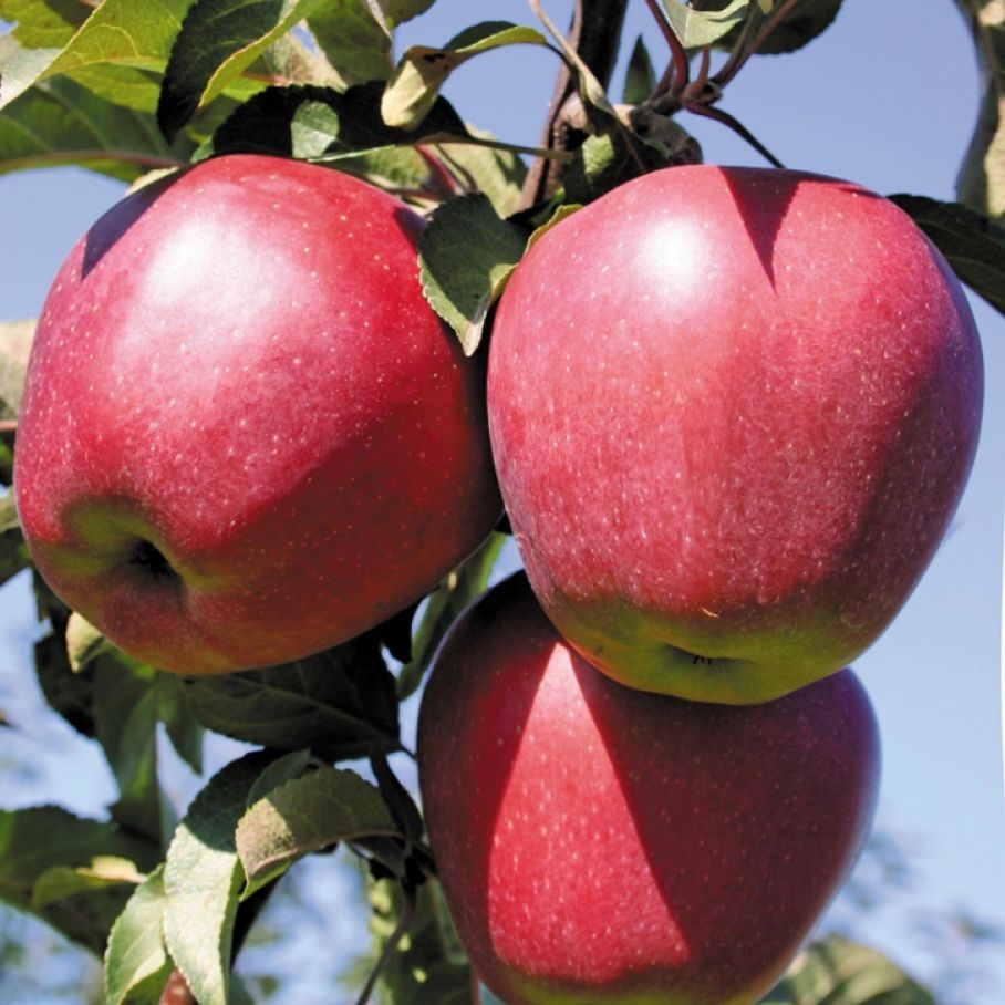 Яблоня колоновидная магнат. Яблоня бребурн. Сорт яблони апрельское. Сорт груши белорусская поздняя. Яблоня московское позднее.