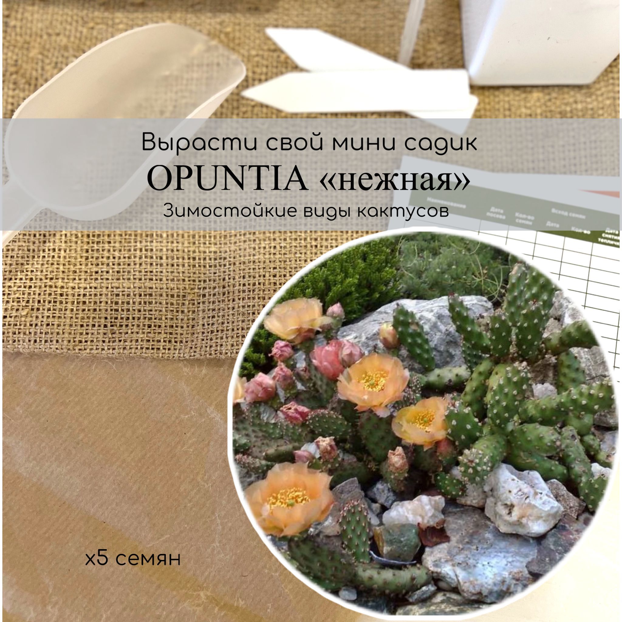 Кактус Opuntia - купить по выгодным ценам в интернет-магазине OZON  (971362145)