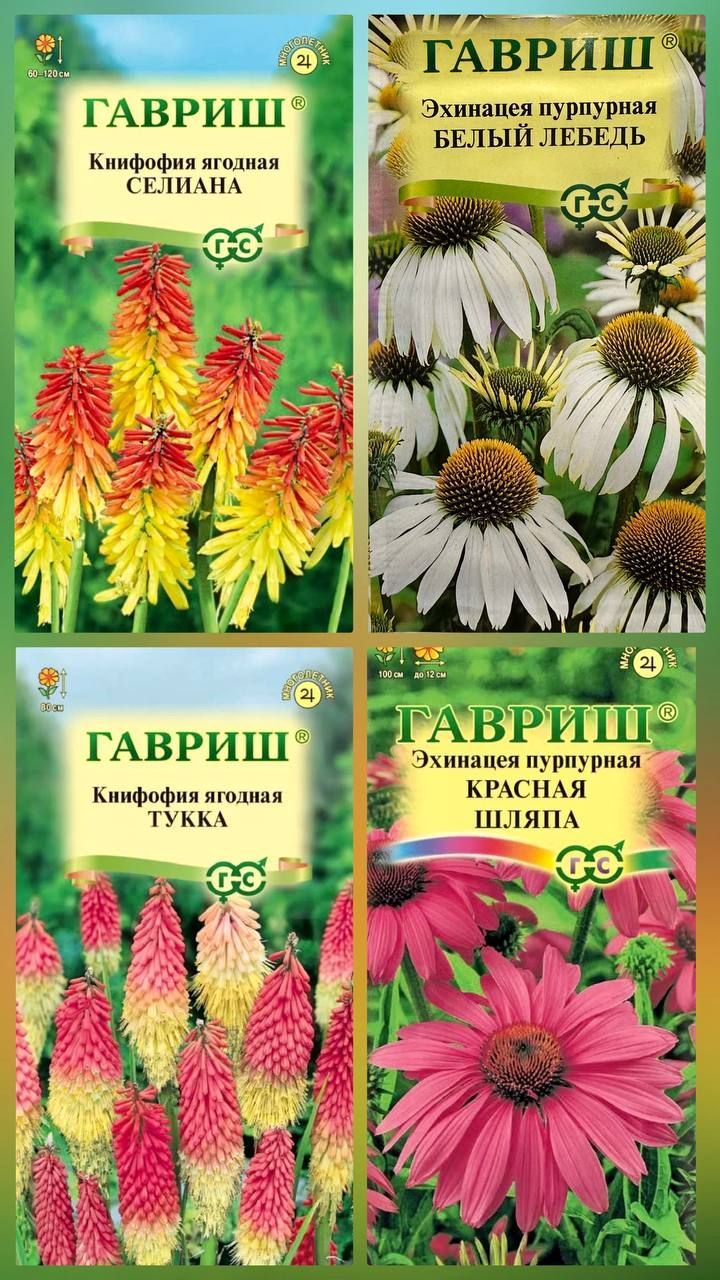 Эхинацея Цветок Купить Семена Многолетней На Авито