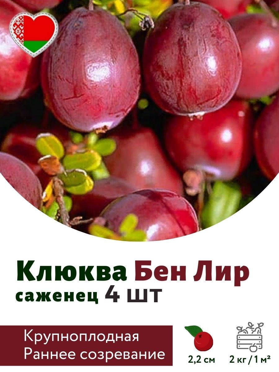Клюква Садовая Крупноплодная Купить