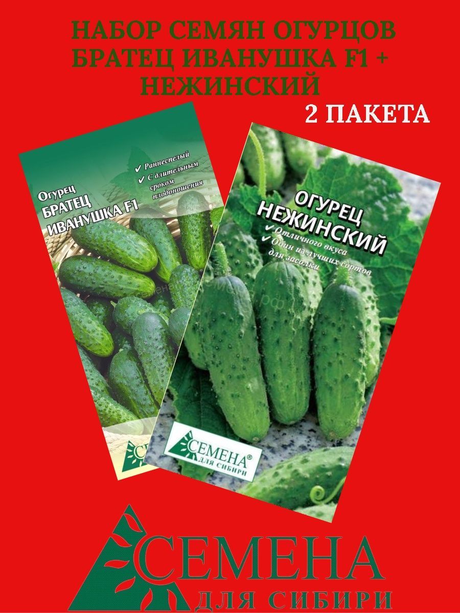 Отзывы семена с сибири интернет. Семена огурцов братец Иванушка. Братец Иванушка огурцы отзыв.