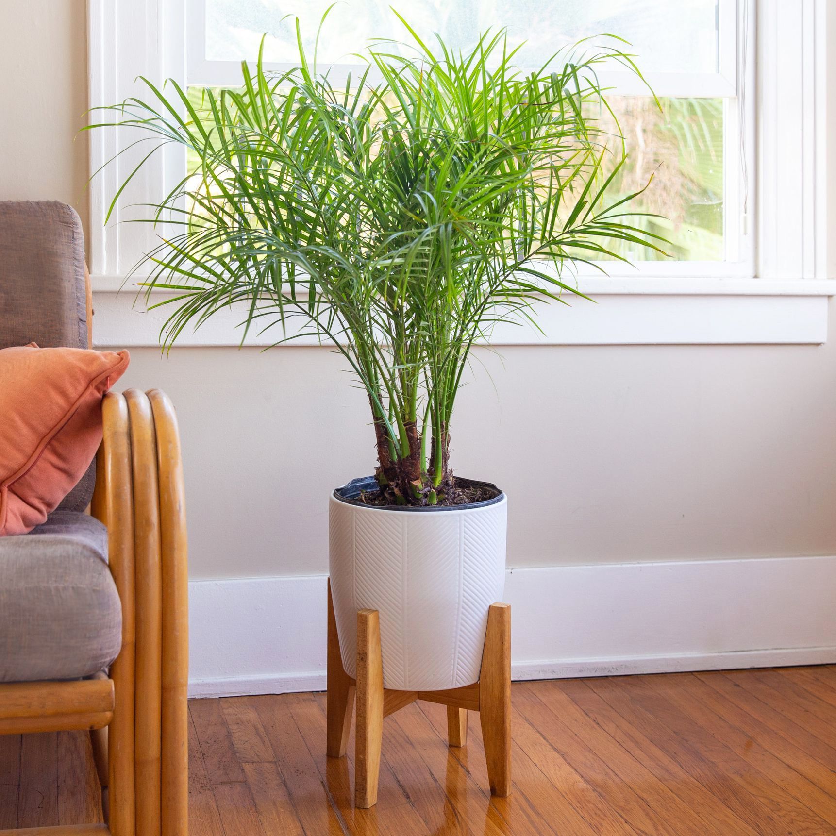 финик растение в домашних условиях фото