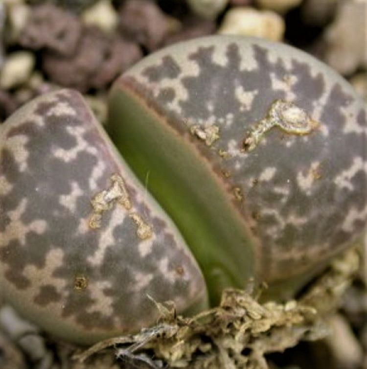 Lithops otzeniana