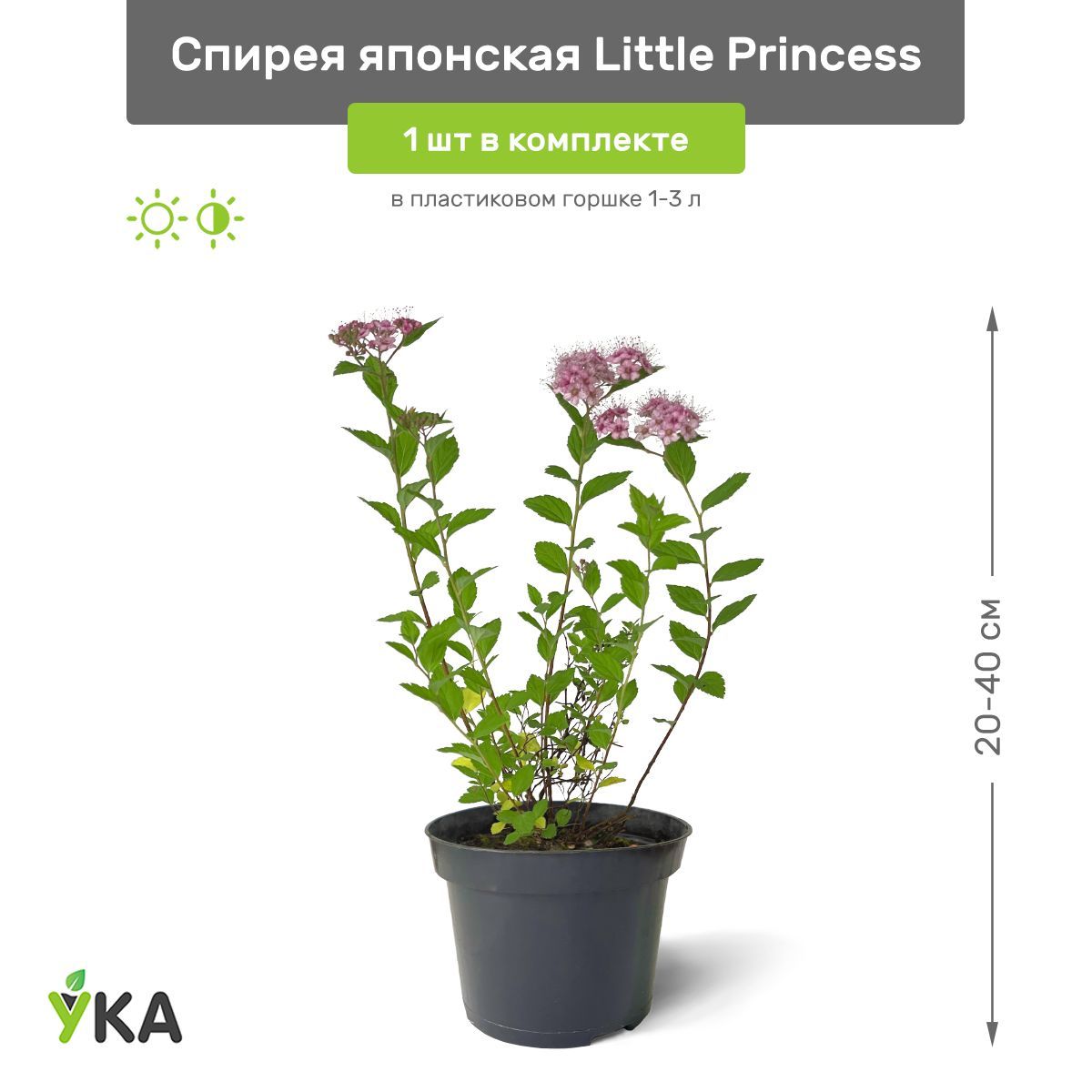 Спирея японская little Princess. Спирея японская little Princess норма посадка на квадратный метр. Спирея японская little Princess норма посадка схема. Little Princess (Литтл принцесс).