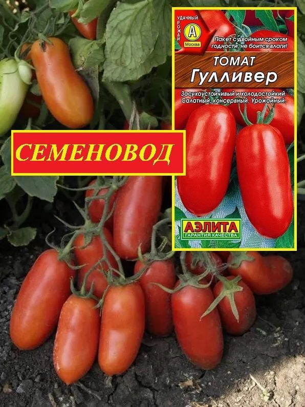 Сорт помидор гулливер. Томат гулливер. томат адонис. сорт томатов гулливер.