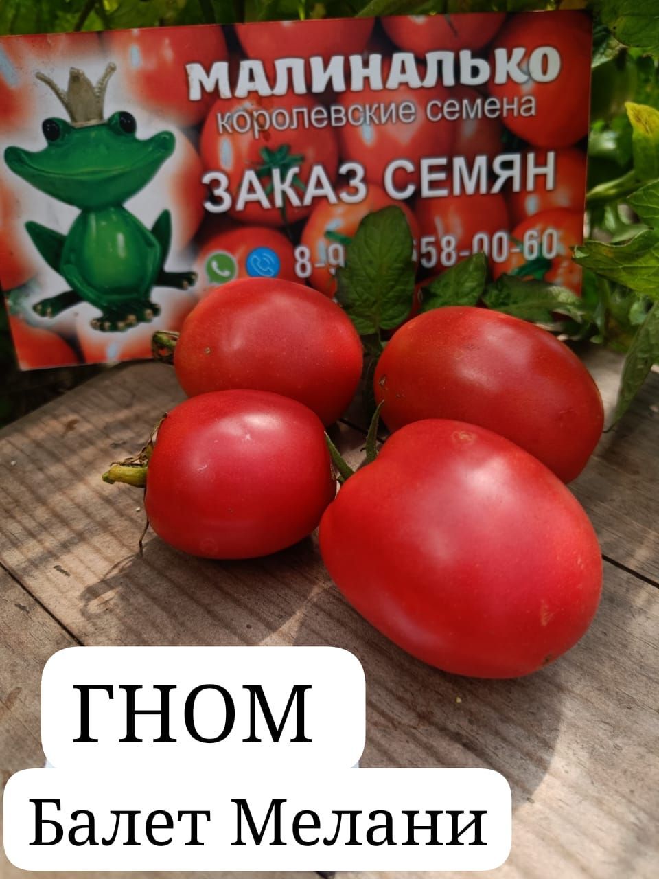 Сорт томата балет мелани. Гном балет мелани. Гном балет мелани. Томат балерина. Томатный гном балет мелани.