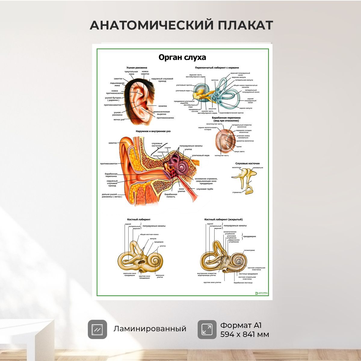 Обучающий медицинский плакат анатомия Орган слуха А1