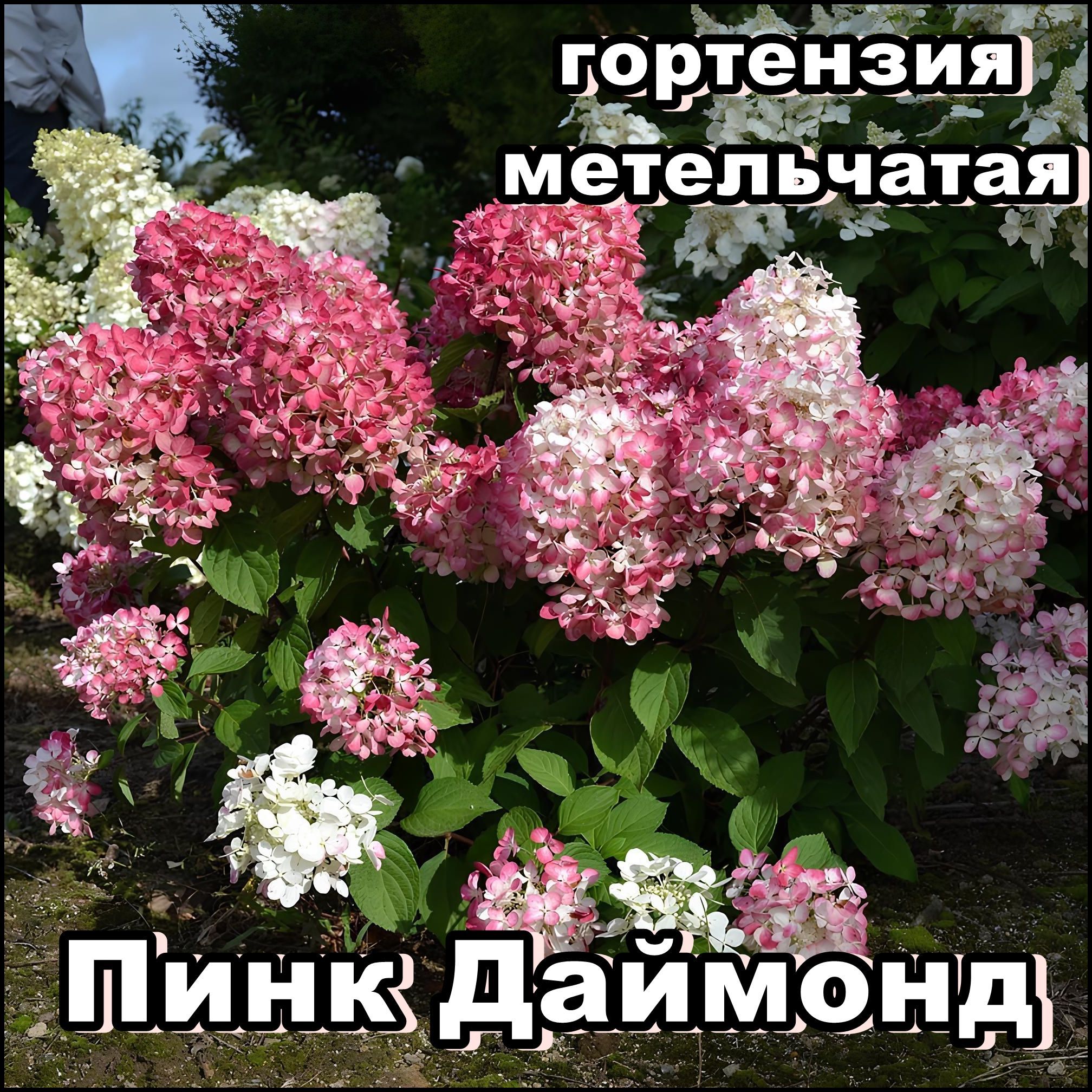 Гортензия Пинк Диамант Фото