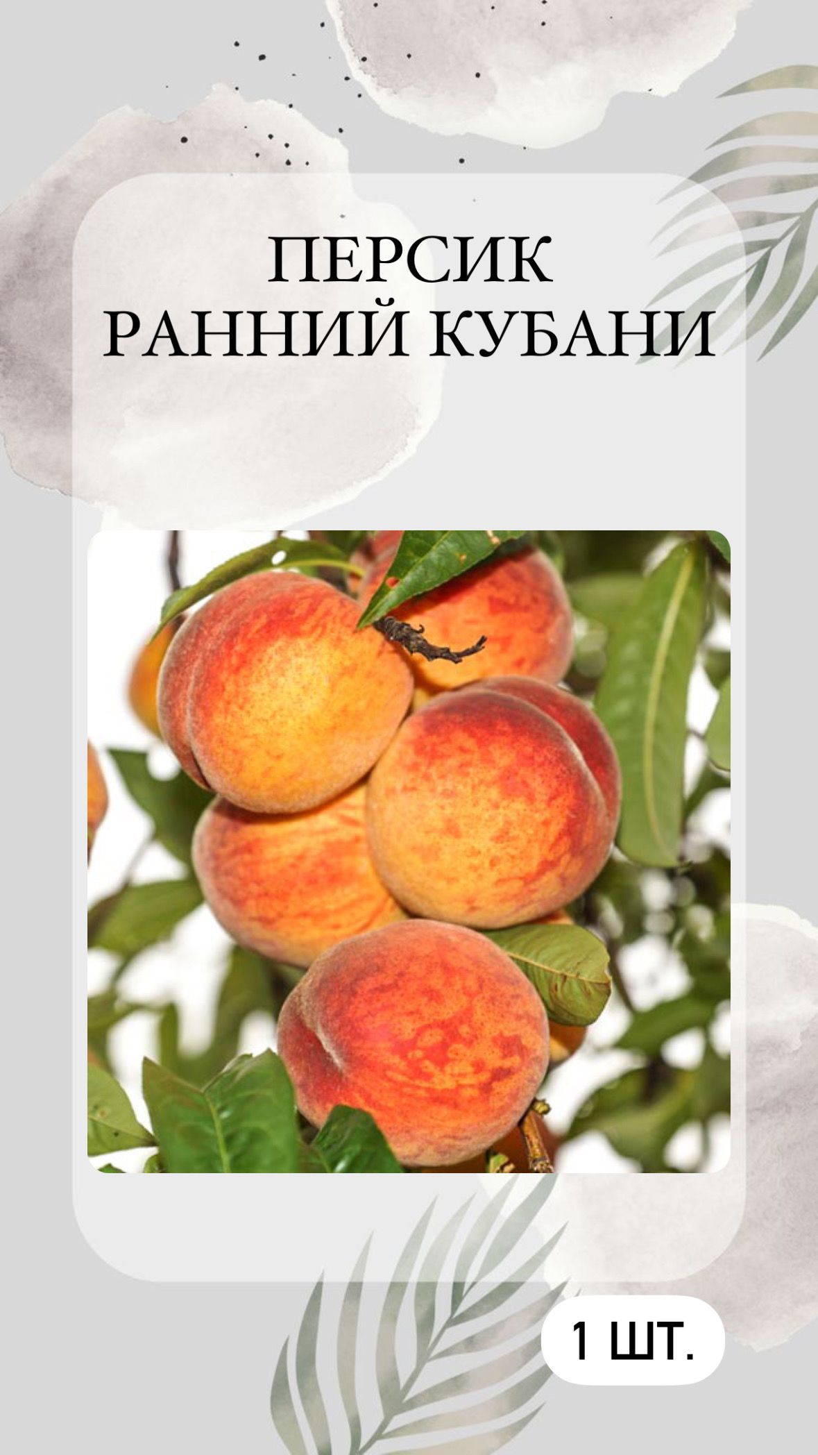 Саженцы Персика Купить В Тамбове