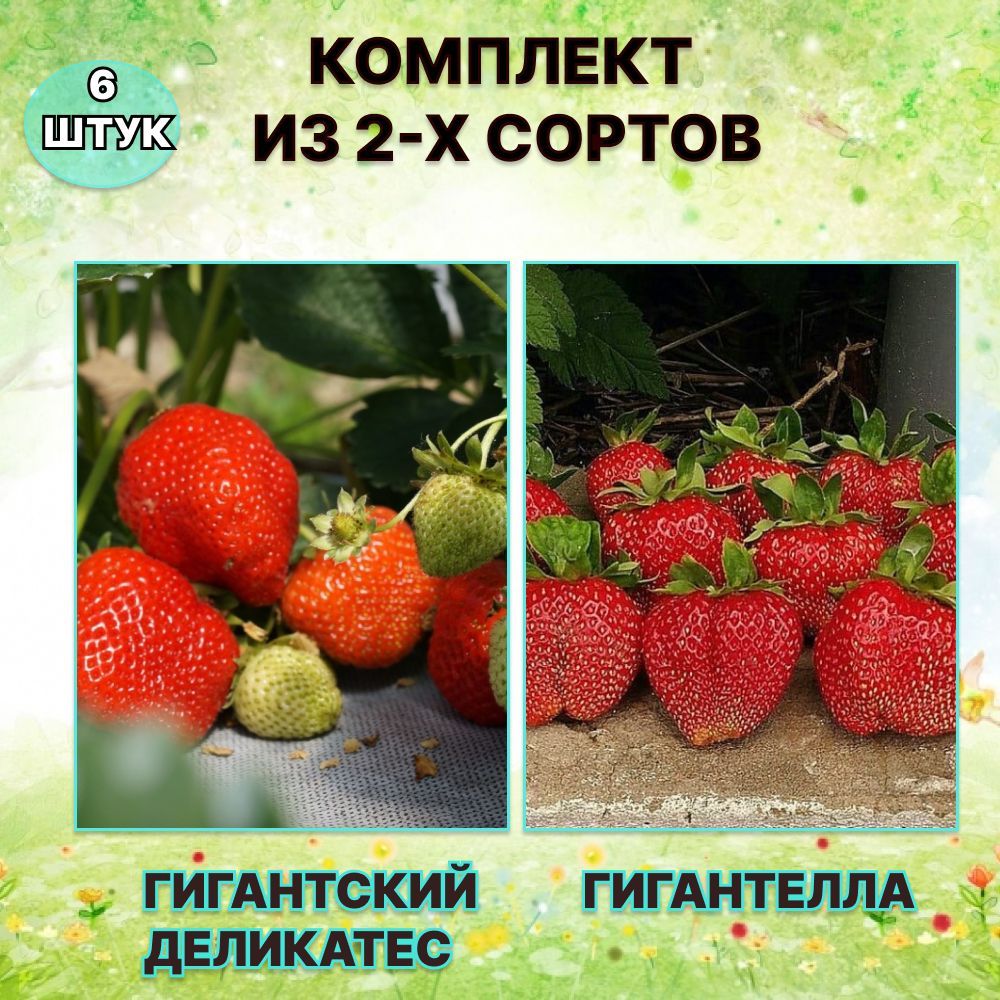 Клубника гигантский деликатес. Клубника сорта гигантский деликатес.