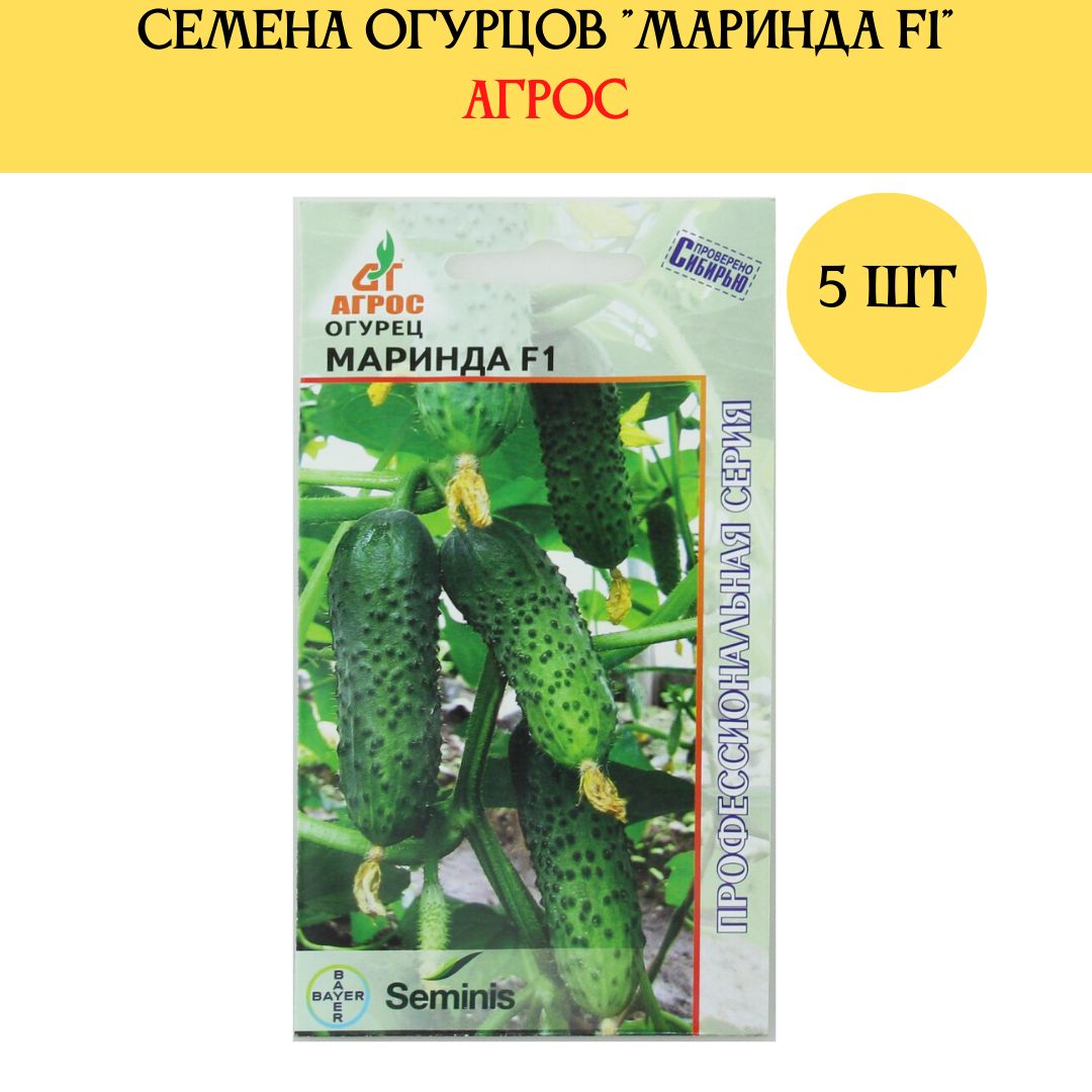 Сорт Огурцов Маринда Фото