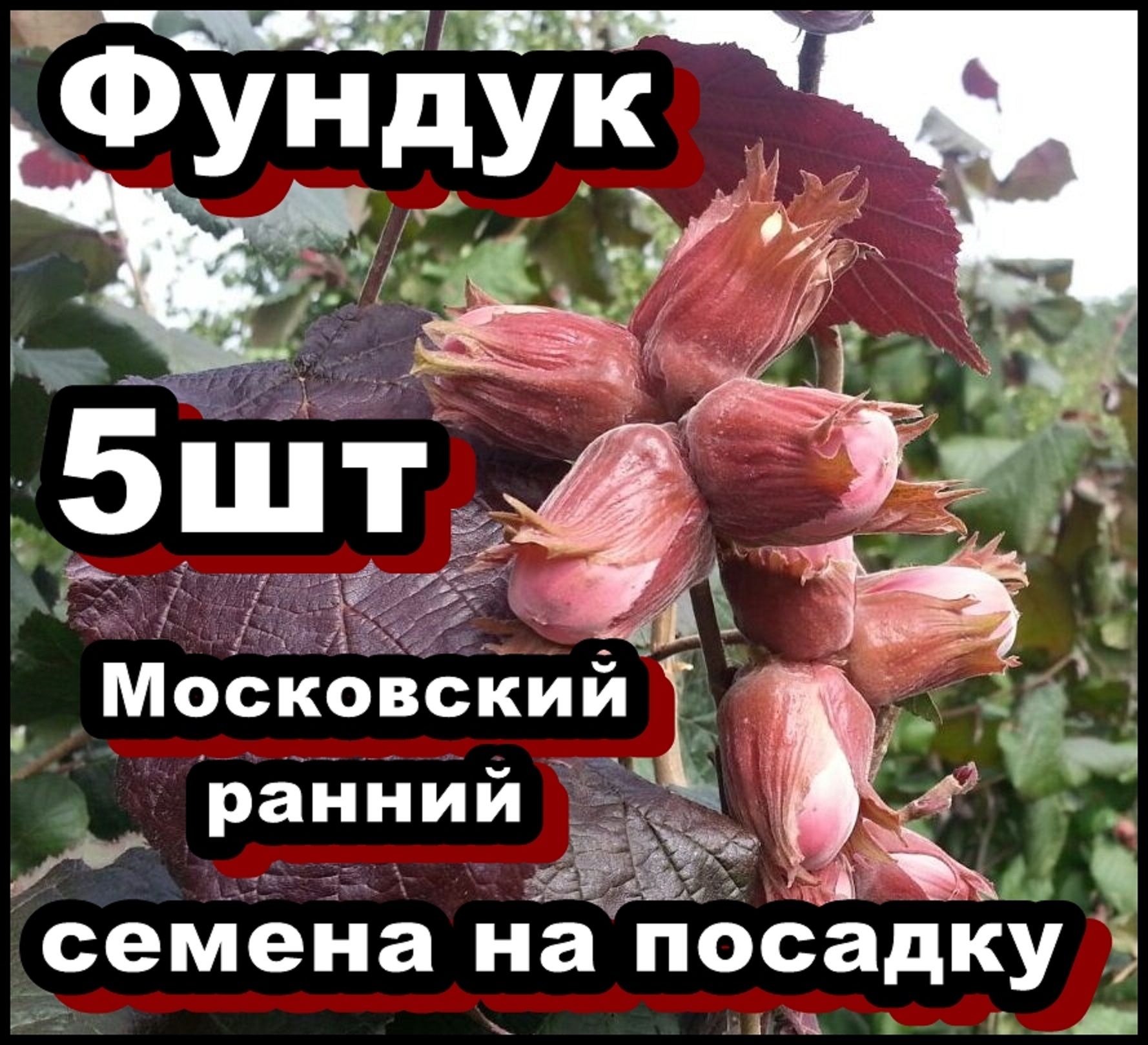Фундук Московский Ранний Описание Сорта Фото Отзывы