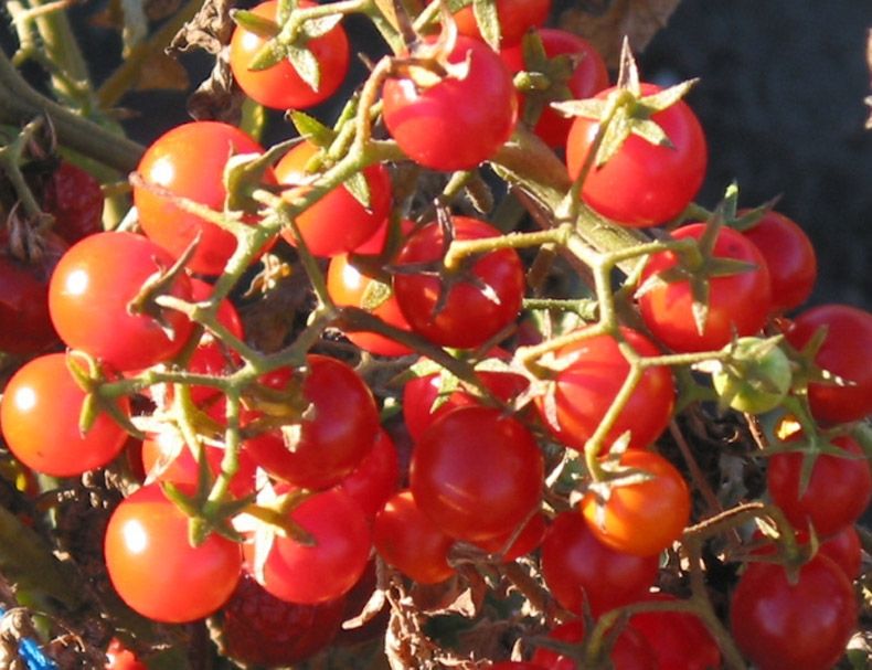 дикие помидоры lycopersicon. сорта диких томатов. томат кубанский. дикие черри томат. томаты сорта хайнц.