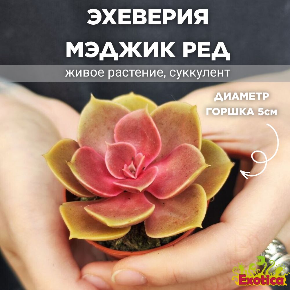 Эхеверия Мэджик Ред (Echeveria Magic Red) D5см