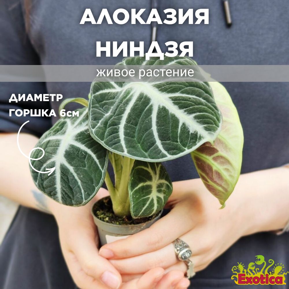 Алоказия Ниндзя (Alocasia Ninja) D6см