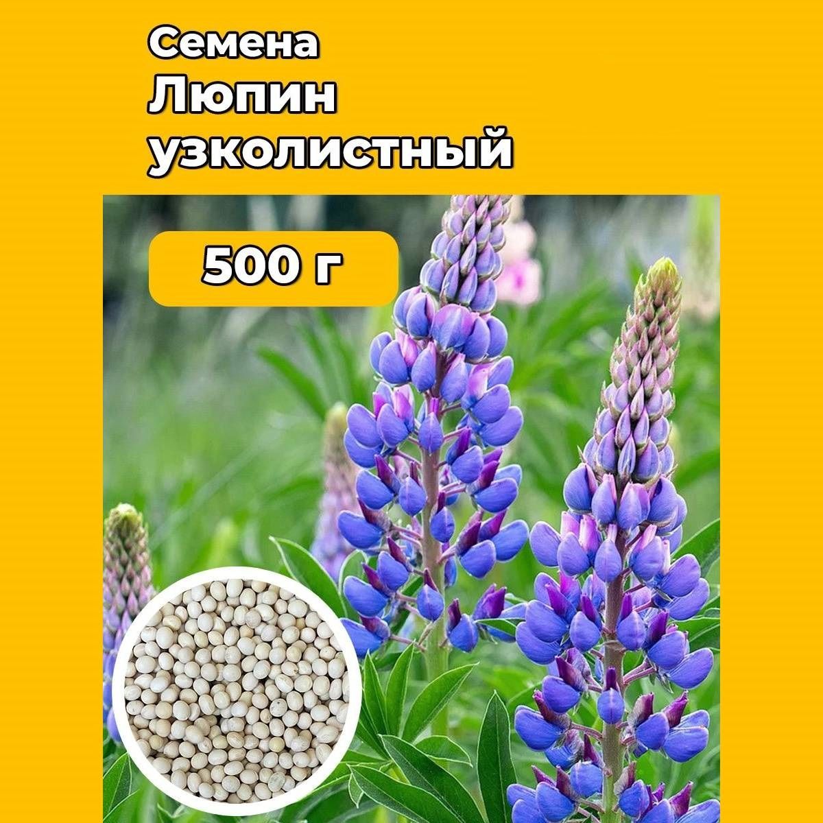 Купить Люпин Кормовой Семена