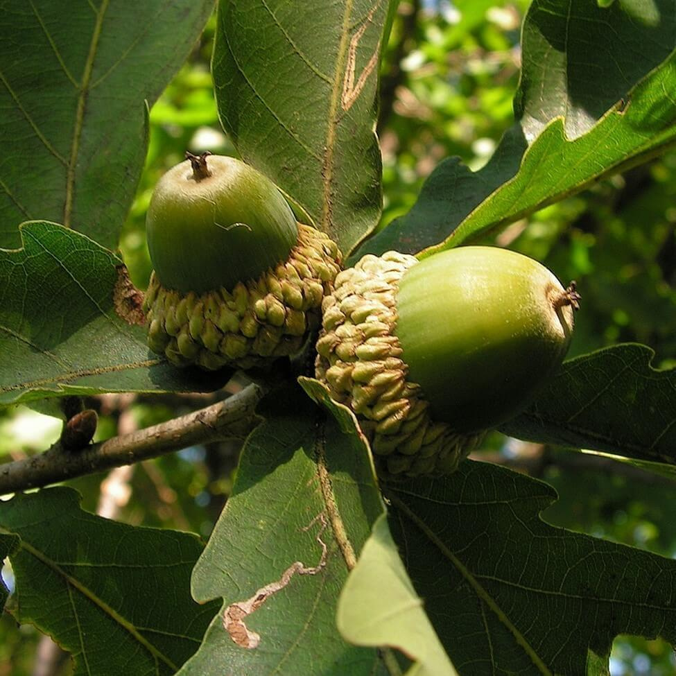 Дуб монгольский (Quercus mongolica)