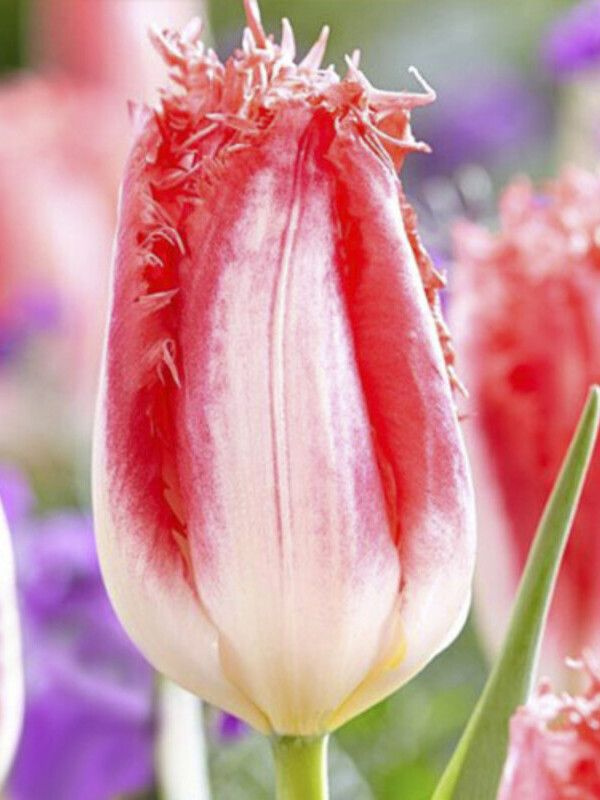 Тюльпан свит симон фото и описание