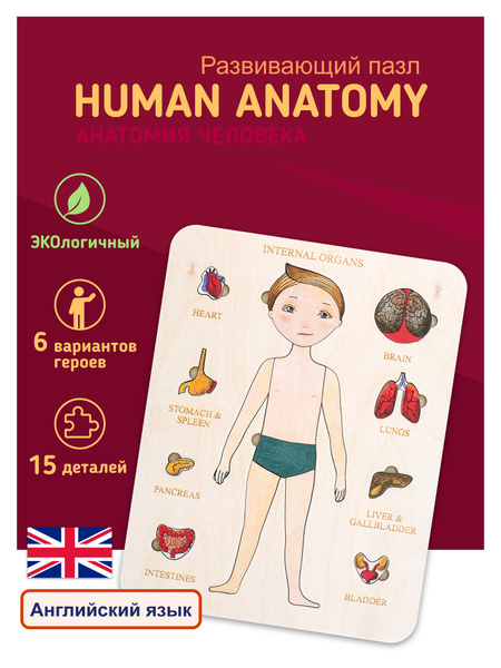 Развивающий сортер Анатомия человека / Пазл для детей / Бизиборд ...