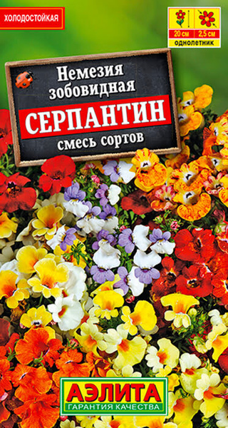 Немезия фото и описание сорта