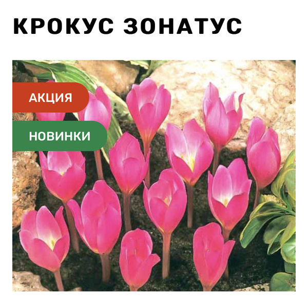 Луковицы Крокус купить по выгодной цене в интернет-магазине OZON ...