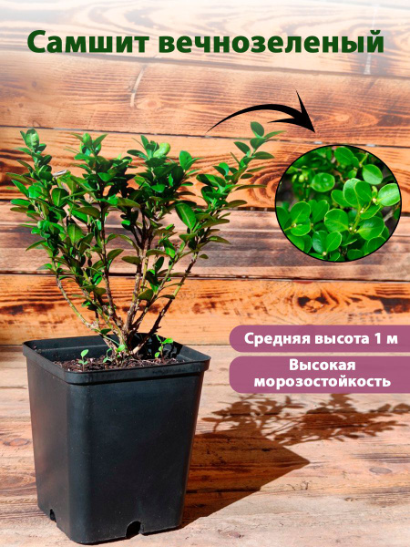 Самшит Р9 10-25см (саженец декоративного кустарника) - купить с ...