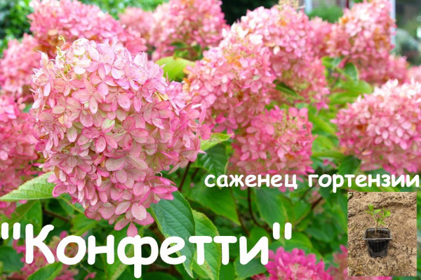 Гортензия "Конфетти" - купить с доставкой по выгодным ценам в интернет ...