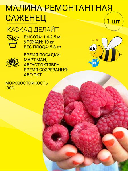 Саженец - купить с доставкой по выгодным ценам в интернет-магазине OZON ...