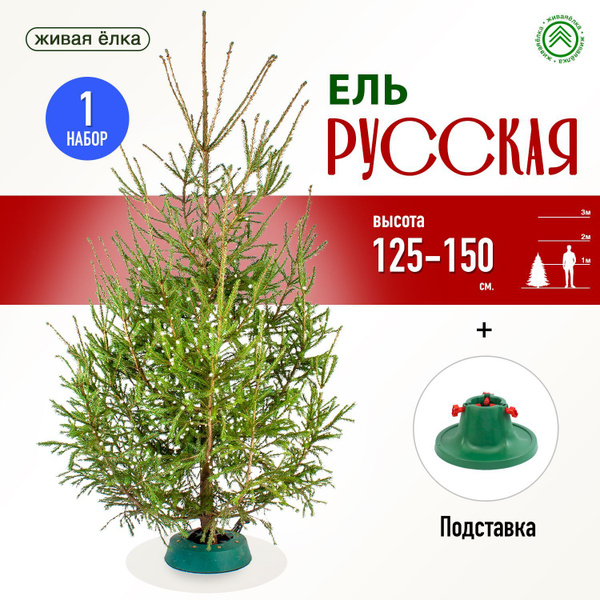 Елка живая обыкновенная (русская елка) 125-150 см, подставка купить на ...