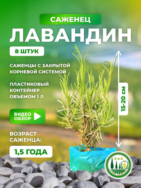 Лавандин саженец 8 шт - купить с доставкой по выгодным ценам в интернет ...