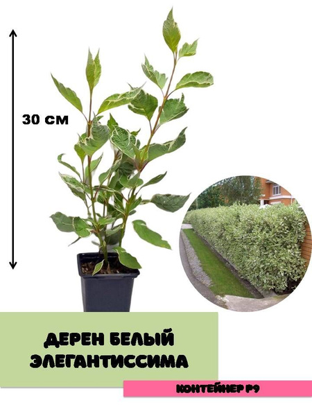 Дерен белый Элегантиссима - купить с доставкой по выгодным ценам в ...