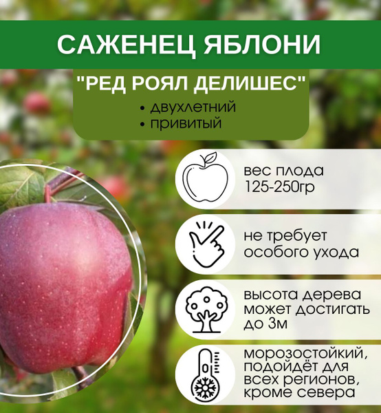 Саженцы Яблоня Роял Ред Делишес купить на OZON по низкой цене (1209605401)